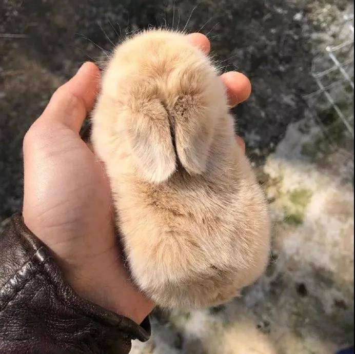 小奶兔，太阔爱啦~