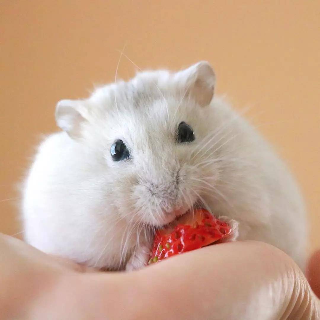 小仓鼠，平时超喜欢吃水果，最爱的就是草莓啦