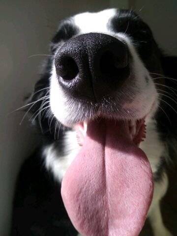 可爱,健康美丽的大鼻头