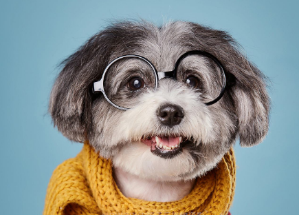 湖南一狗狗洗澡时被剪断尾巴,商家态度恶劣,众网友发力后认怂了