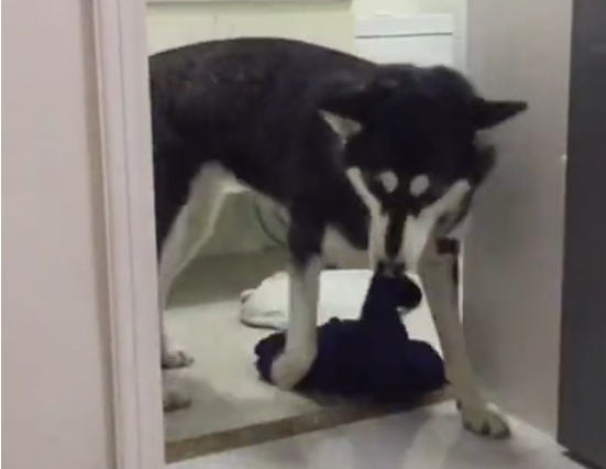 二哈趁主人洗澡的时候悄悄叼走全部的衣服裤子,主人超无语调的想吃狗肉!