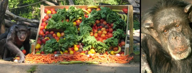 59岁黑猩猩拒绝进食，直到听到了熟悉的声音后，奇迹居然发生了