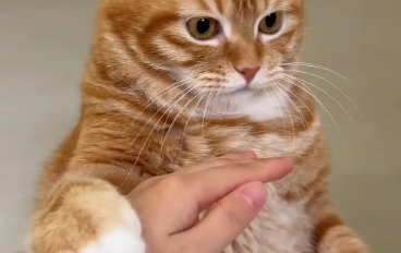 猫咪不让主人摸脑袋。网友:有的猫你只有抚养权没有使用权