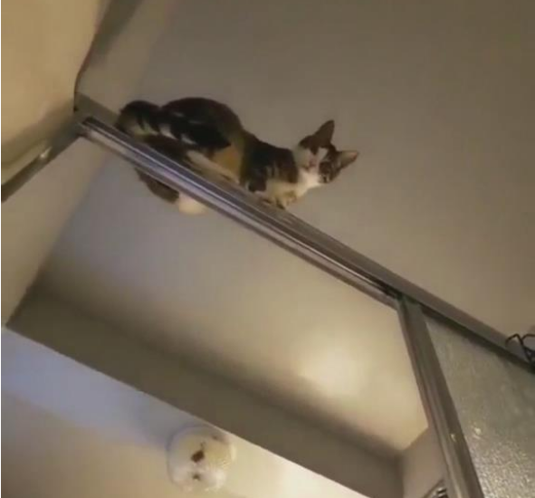 主人洗澡时感觉有人偷看,抬头一看,瞬间笑喷!猫:我是在保护你