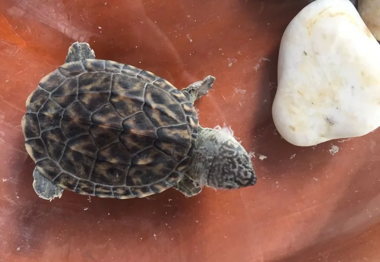 乌龟身上附着白色絮状物是怎么回事？别担心通常是这 2 种情况！