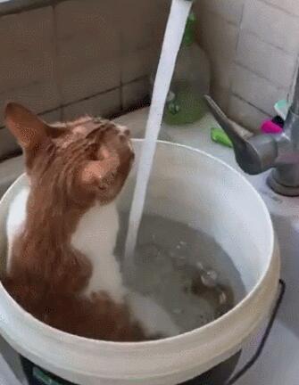 主人用大塑料桶给猫咪洗澡,猫:泡着澡喝着水,真是喵生一大快事