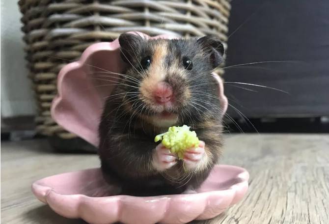 让这只小仓鼠看起来有点丑、又有点萌。