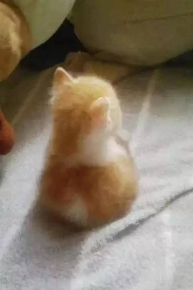 来几张小猫咪的背影杀图片,值的收藏哦