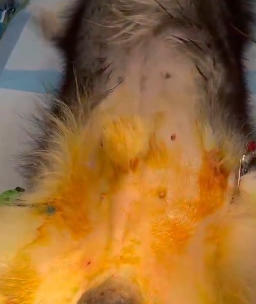 一例犬睾丸肿瘤的诊断与治疗