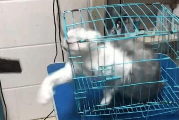 带猫咪去宠物店洗澡, 洗到一半老板郁闷了: 这只猫必须加钱