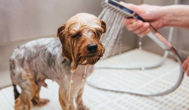 人和宠物不能共用沐浴露,主要是这4个方面