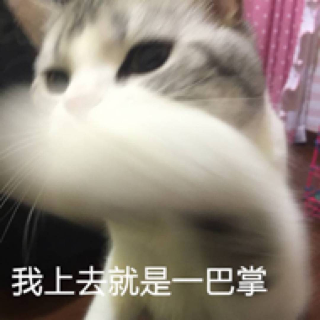 猫猫表情包