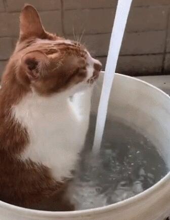 主人用大塑料桶给猫咪洗澡,猫:泡着澡喝着水,真是喵生一大快事