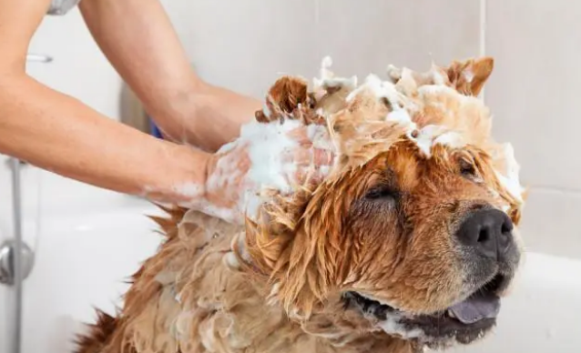 安心亚、夏和熙为流浪狗洗澡,场面温馨