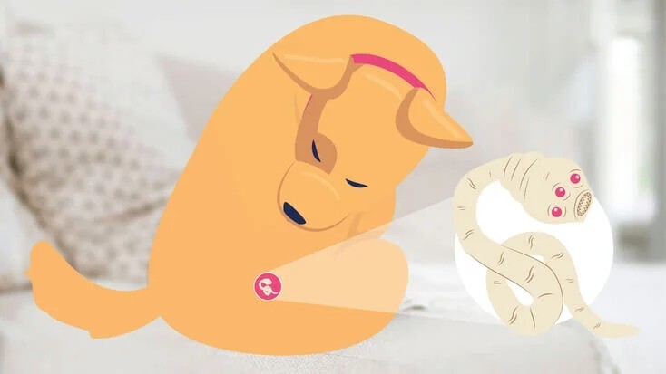 狗体内的绦虫：症状、原因和治疗方法