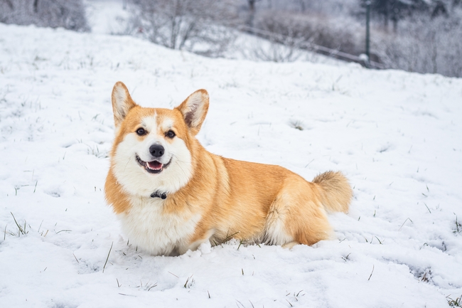 威尔士柯基犬雪地撒欢摄影图片