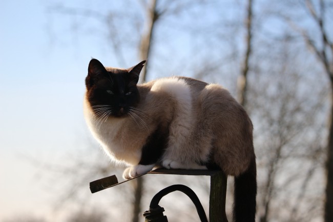 肥猫图片