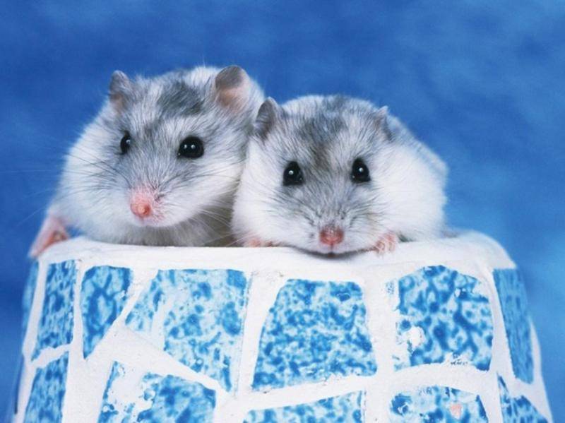 仓鼠掉毛怎么回事