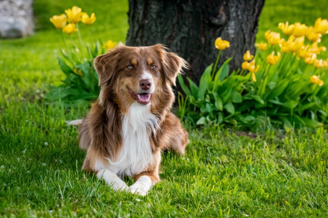 草地可爱澳洲牧羊犬图片