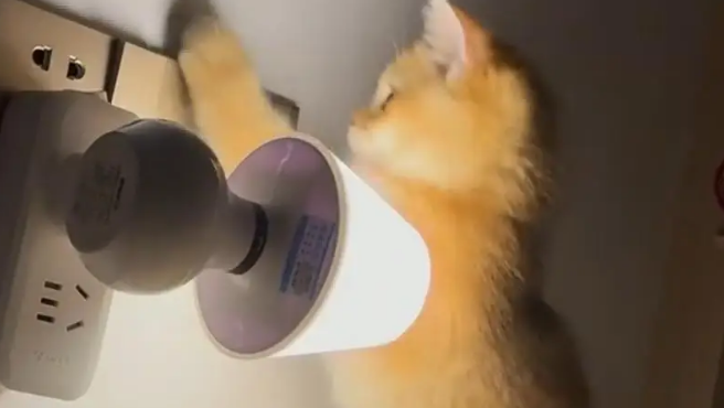 爸爸吐槽猫不会抓老鼠,结果……被猫“报复”