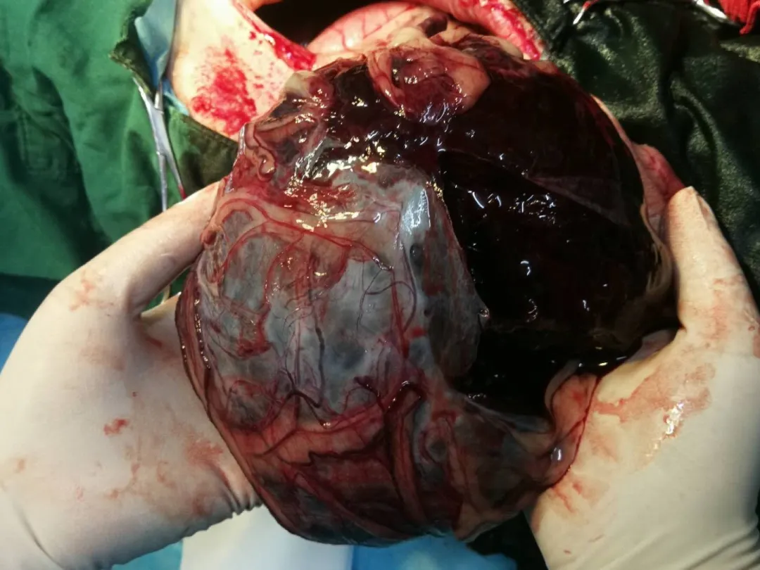 宠物意外频发?警惕脾脏破裂风险与应对策略