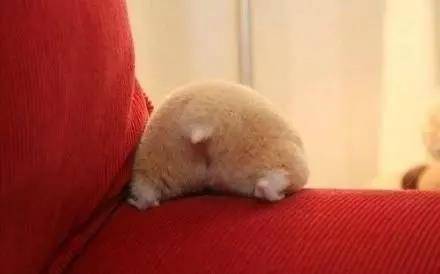 仓鼠撅起小屁屁，屁股又萌又好看