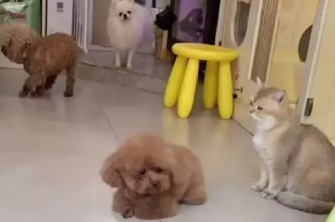 送狗狗去宠物店洗澡，它委屈坏了：麻麻怎么还不来接我