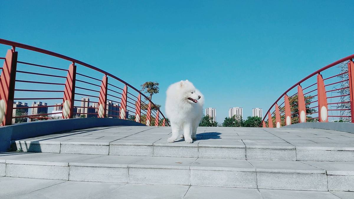 (萨摩耶)主要是赞美蓝天至于狗你们喜欢就好