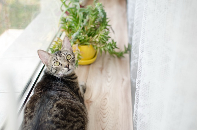 世界上可爱的猫猫图片