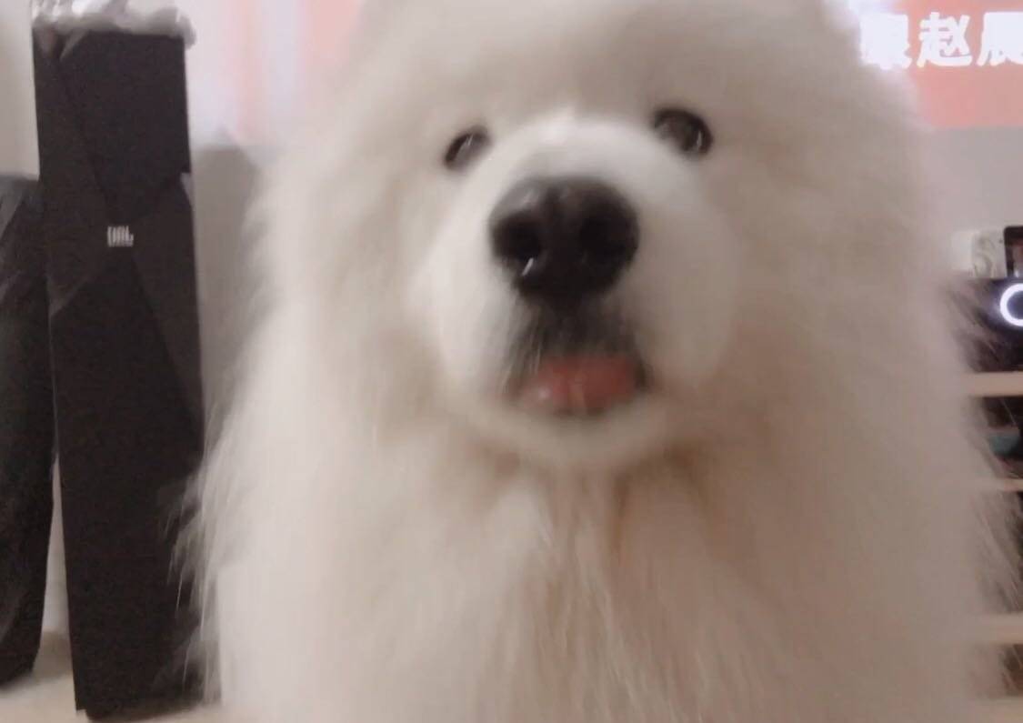 好久没更新啦~~~~~~我的萨摩耶 poppy 都已经长大了好多