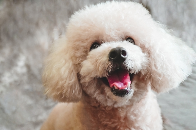 可爱呆萌贵宾犬狗狗图片