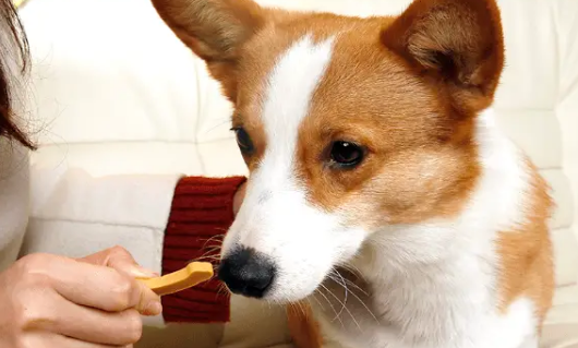 宠物零食销量激增,市场需求不断扩大