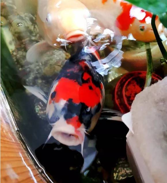 天气温暖起来了,在阳光的照射下锦鲤是那么的漂亮,一喂食一群群的游来,这是说不出来的幸福。