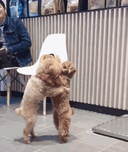 带泰迪去洗澡,一回头就看见两只狗亲上了,这是一见钟情了?