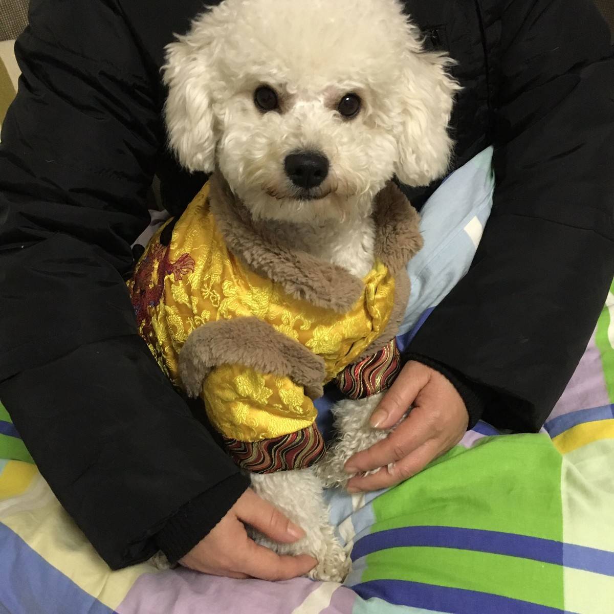 出门玩,回家擦爪爪趁我不注意拧我手一口,这货听到我惨叫一声,扭头就跑。我还没过去抓他呢,跑大姨怀里呜呜叫一脸得意。