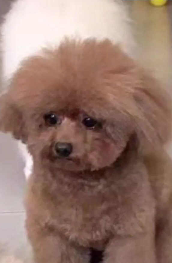 送泰迪去宠物店洗澡,接它时狗子眼泪快出来了:麻麻怎么还不来接我…