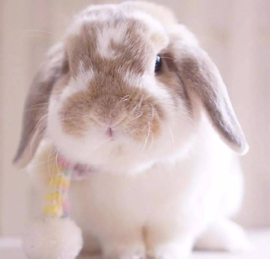 肉乎乎的小脑瓜兔子,超级萌了!