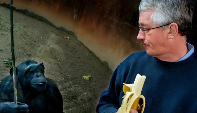 59岁黑猩猩拒绝进食，直到听到了熟悉的声音后，奇迹居然发生了