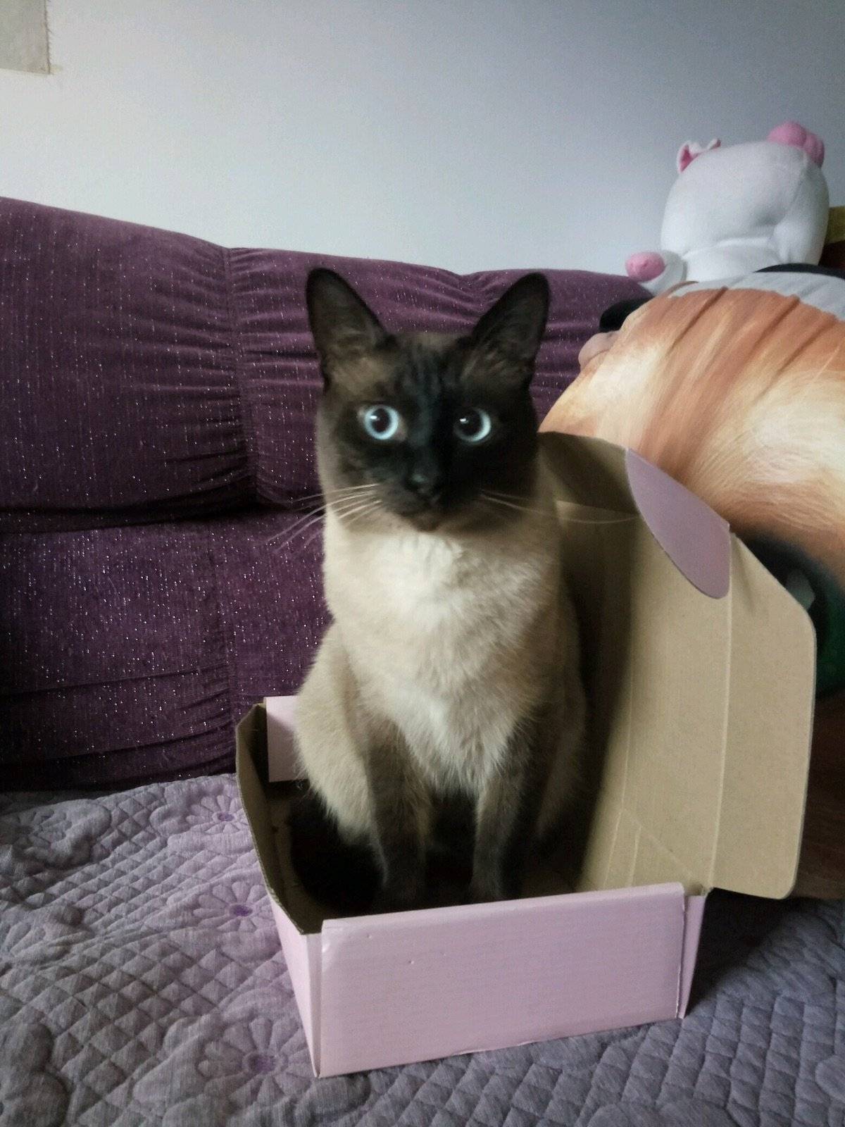 盒子盒子我的最爱