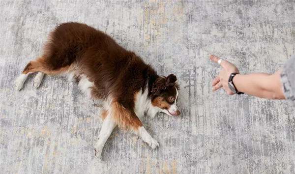 狗狗都可以训练的21个有趣且流行的狗狗技巧