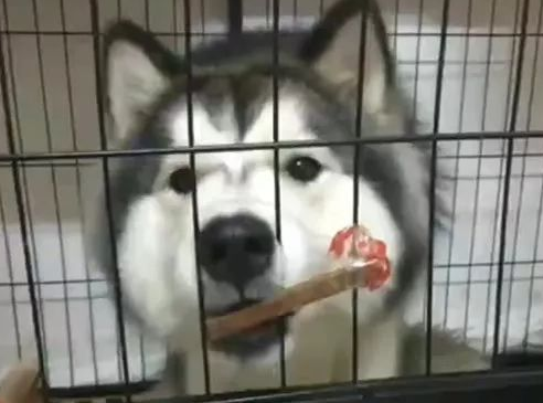 主人把零食粘在笼子上逗二哈，二哈啃得脸都酸了