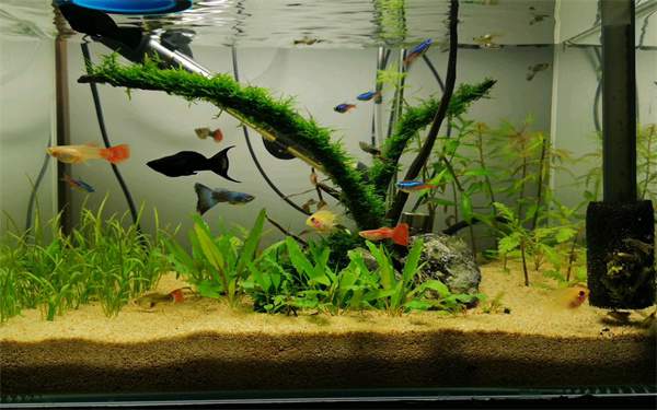 孔雀鱼水温多少度合适?