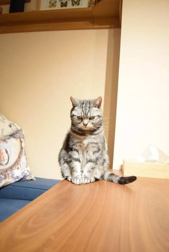 铲屎官天天被家里猫大爷用眼神质问：为什么上厕所不用猫砂？！