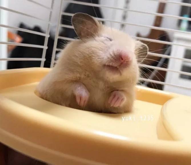 金丝熊是仓鼠表情大全