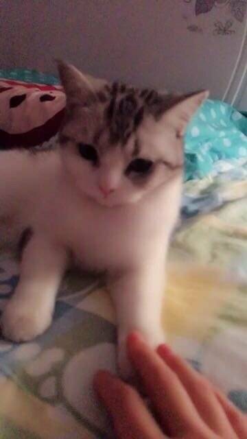 二月......小仙猫来报道啦…………