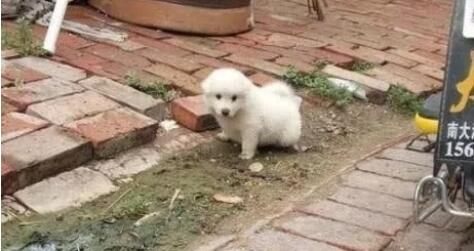 女孩好心捡了只流浪狗,带它去宠物店洗澡时,老板让她去买彩票