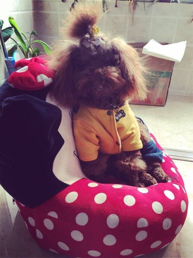 一动不动的时候就像一只假狗坐着不动,睡觉不动,有时候瞬间忘了家里养狗了你能不能起来跑跑呀,家里有个小朋友跑来跑去多热闹呀,好懒的小朋友