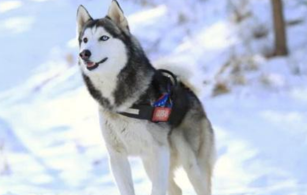 哈士奇不洗澡躺在浴盆里大喊,当主人说不洗了,下面请憋着别笑