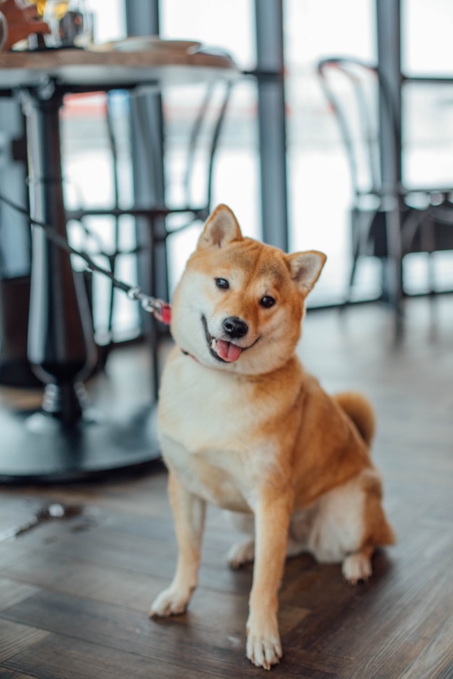 坐在地板上的柴犬图片