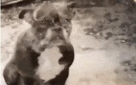 千万别和萨摩耶一起洗澡...小黑:咋突然下雪了?